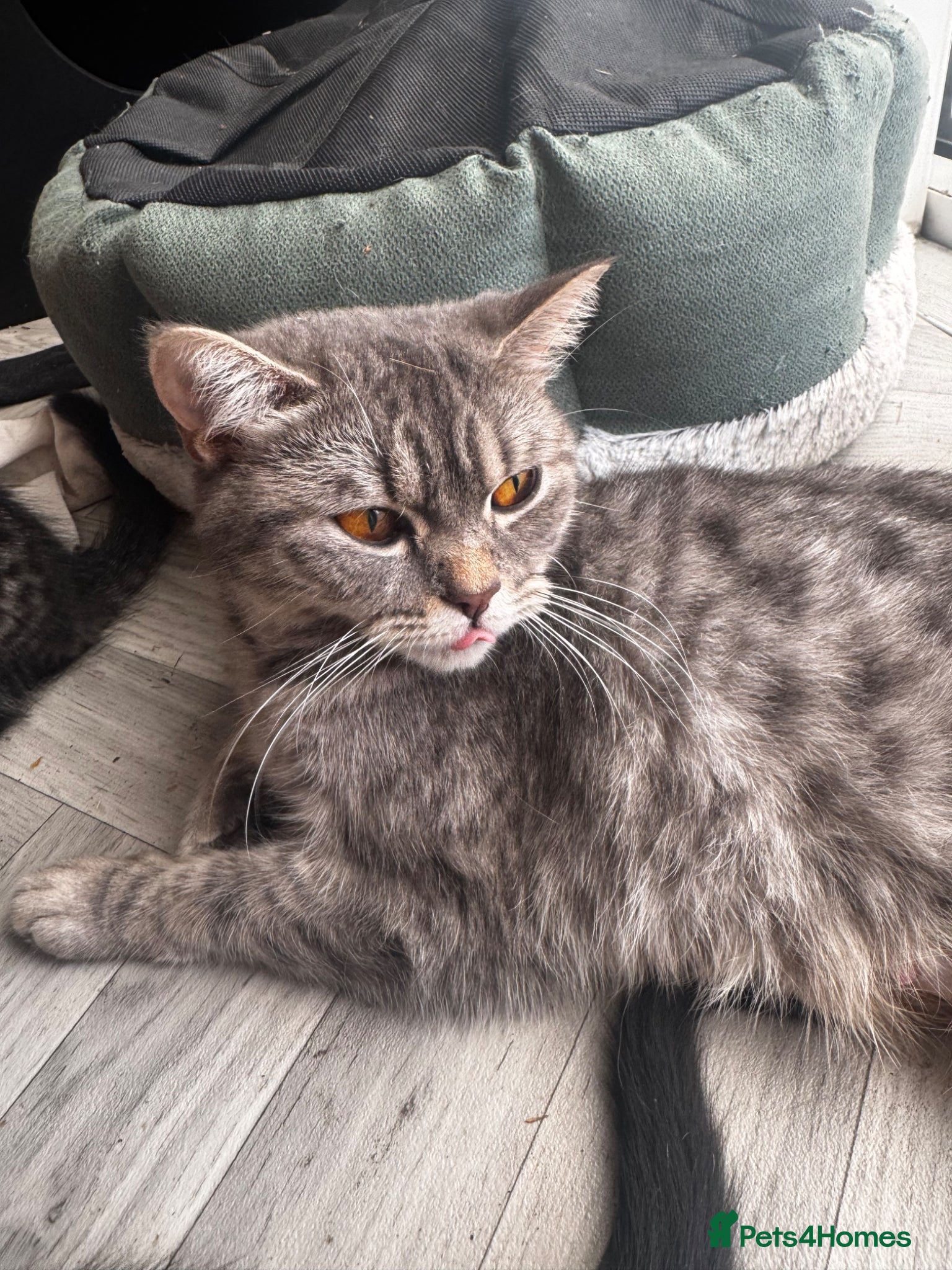 British Shorthair cats British short hair cross kittens  - Advert 4