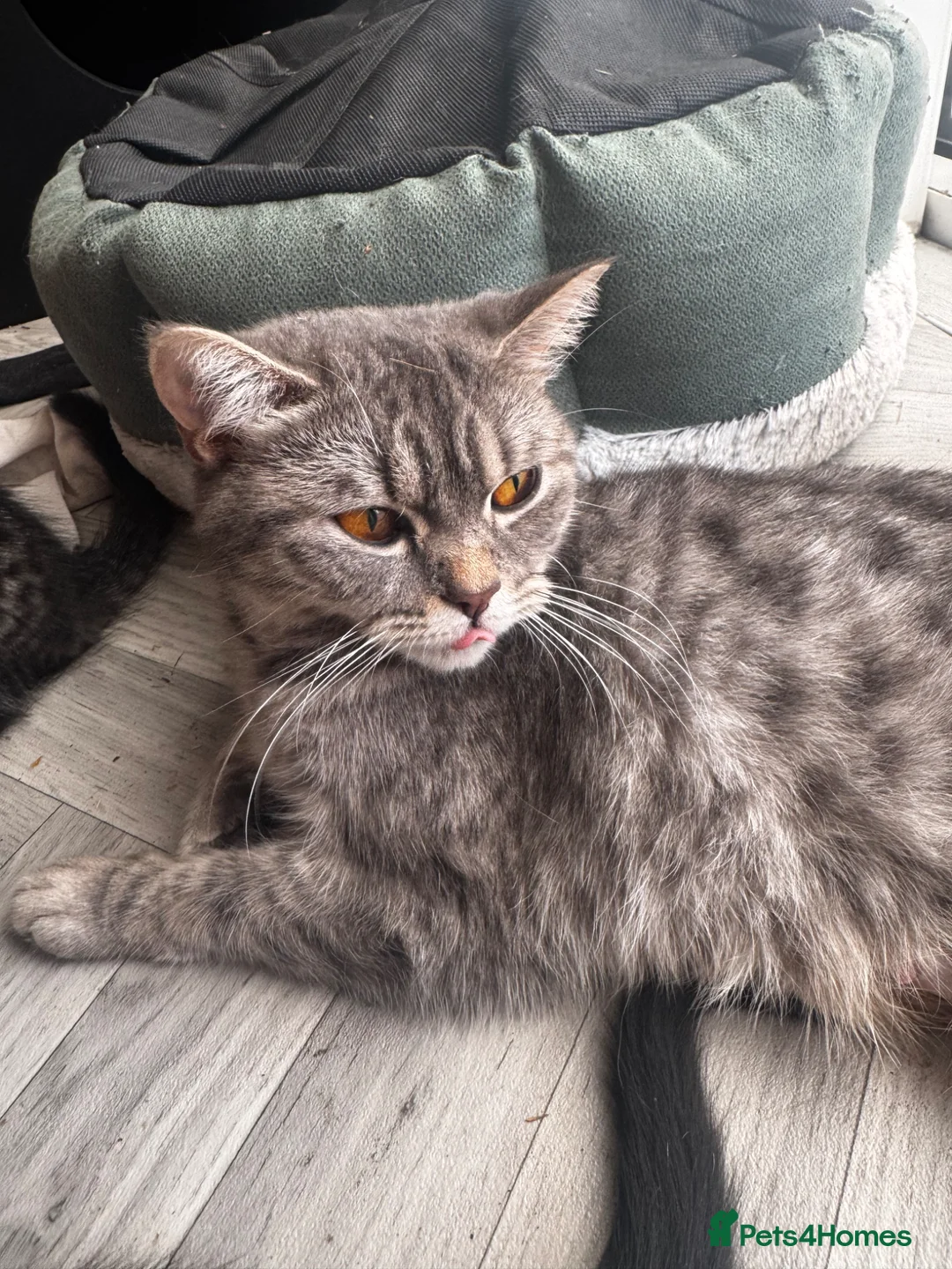British Shorthair cats for sale: British short hair cross kittens  in Willenhall - Advert 1