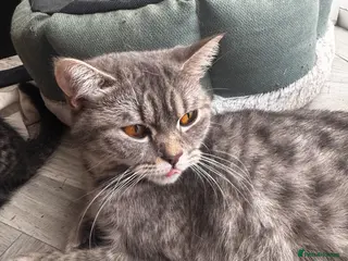 British Shorthair cats British short hair cross kittens - Advert 10