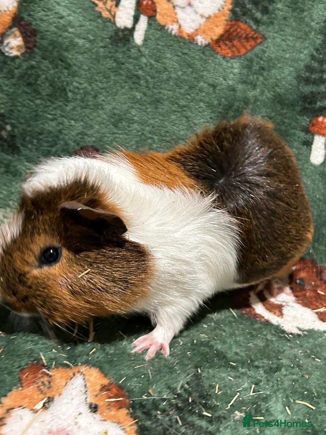 Guinea Pig rodents for sale: Baby Male Guinea pigs  - Advert 4
