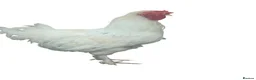 Mixed Breed livestock for sale: Chicks hens and roosters for sale  - Advert 10