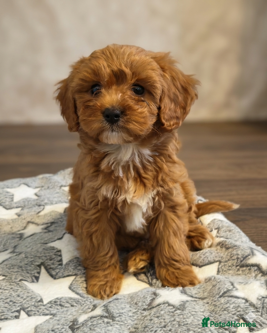Cavapoo dogs STUNNING F1 CAVAPOO FEMALE FULLY HEALTH TESTED - Advert 2