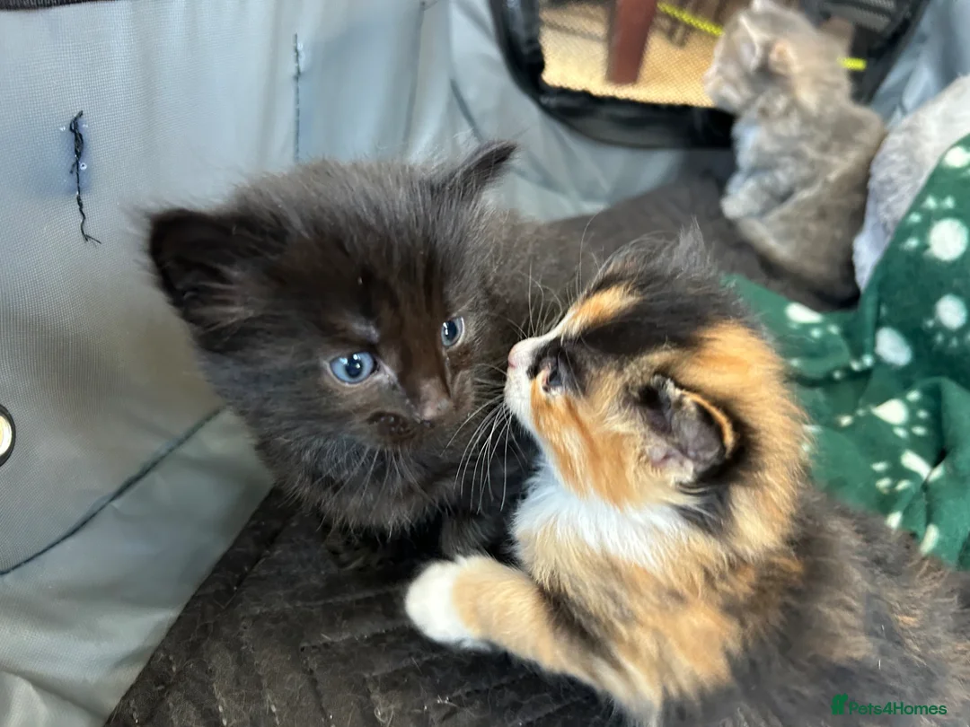 Mixed Breed cats for sale: Two mixed litters for sale - Advert 13