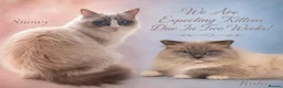 Ragdoll cats for sale: Ragdoll Kittens - Waiting List Open🤍 - Advert 1