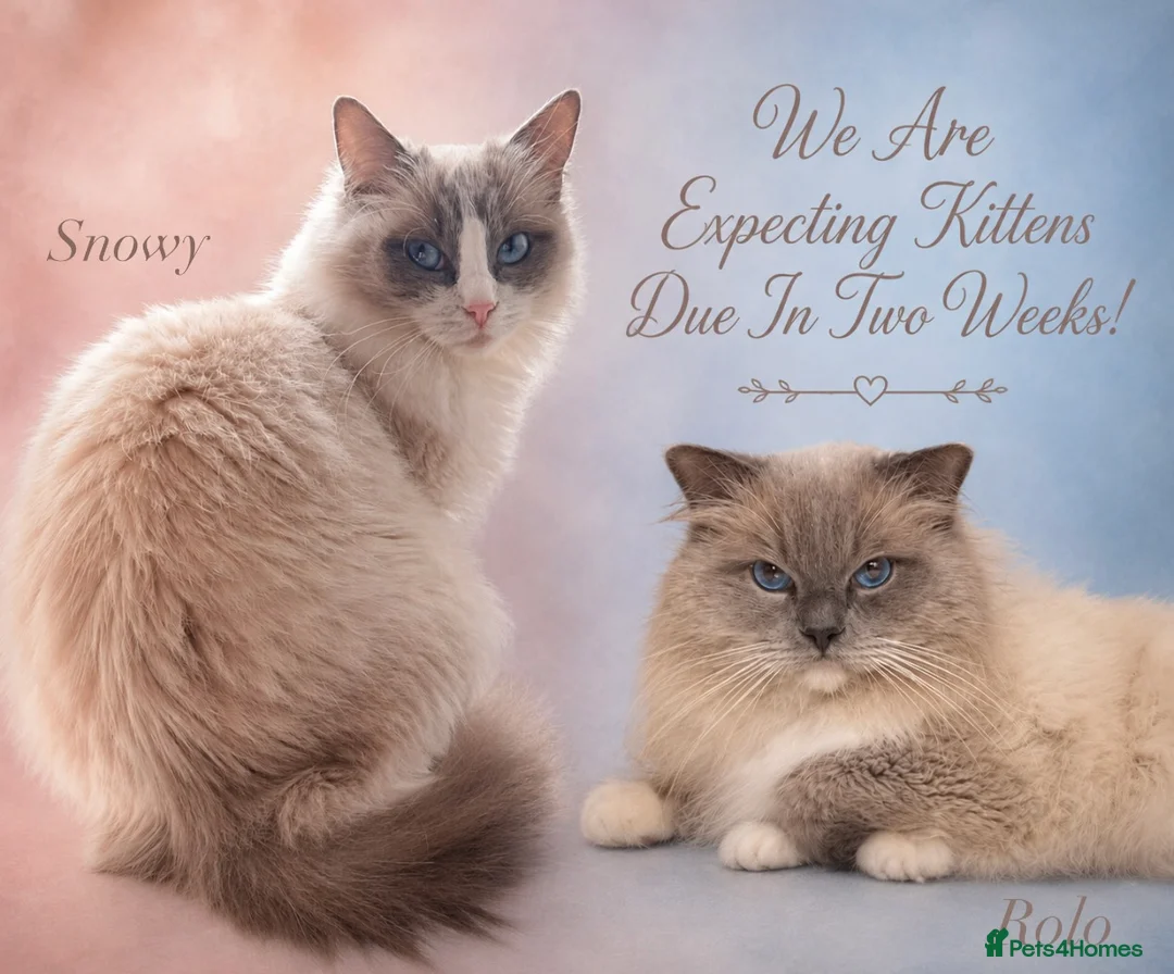 Ragdoll cats for sale: Ragdoll Kittens - Waiting List Open🤍 - Advert 1