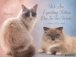 Ragdoll cats Five Beautiful Ragdoll Kittens - Now Here🤍 - Advert 16