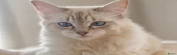 Ragdoll cats for sale:  Beautiful Tica Active Registered Ragdoll Girls  - Advert 8