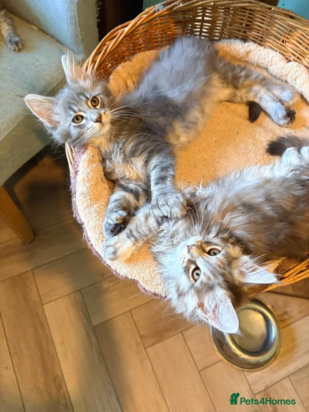 Maine Coon cats for sale: READY NOW. Tica registered mainecoon kittens - Advert 2