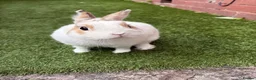 Netherland Dwarf rabbits for sale: Brown and white netherland dwarf  in Heywood - Advert 3