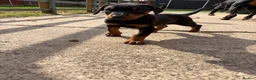 Dobermann dogs for sale: Doberman pups with KC parents  - Advert 10