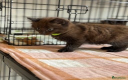 British Longhair cats for sale: Male  British long haired kittens - Image 13