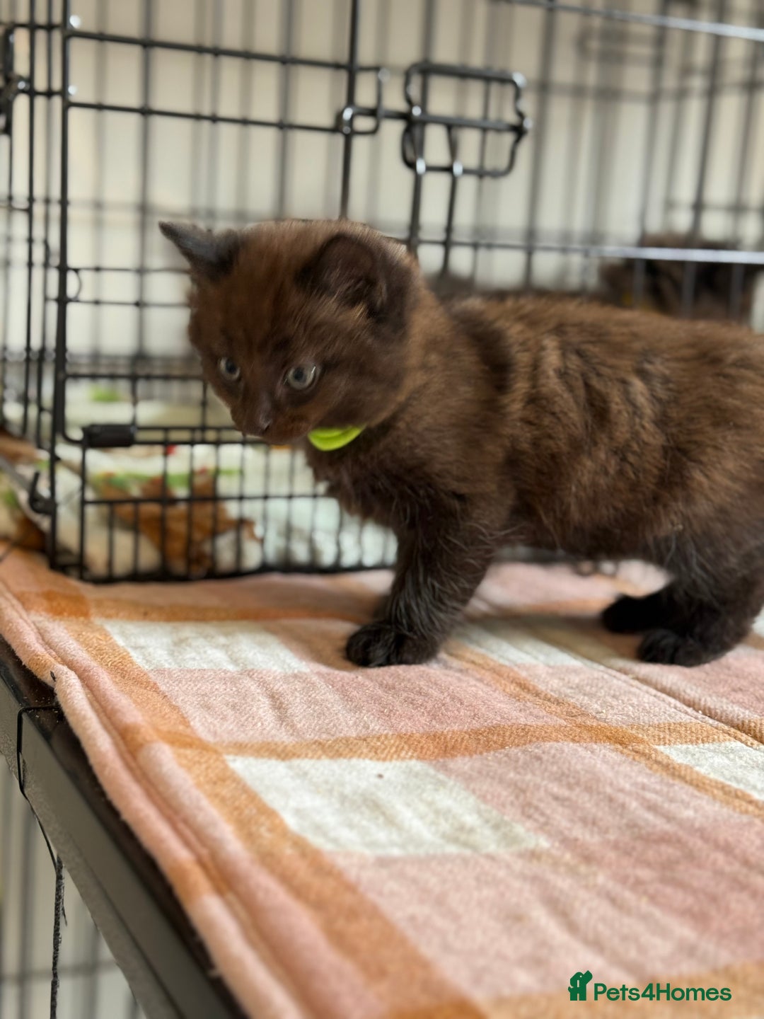 British Longhair cats for sale: Male  British long haired kittens - Image 13
