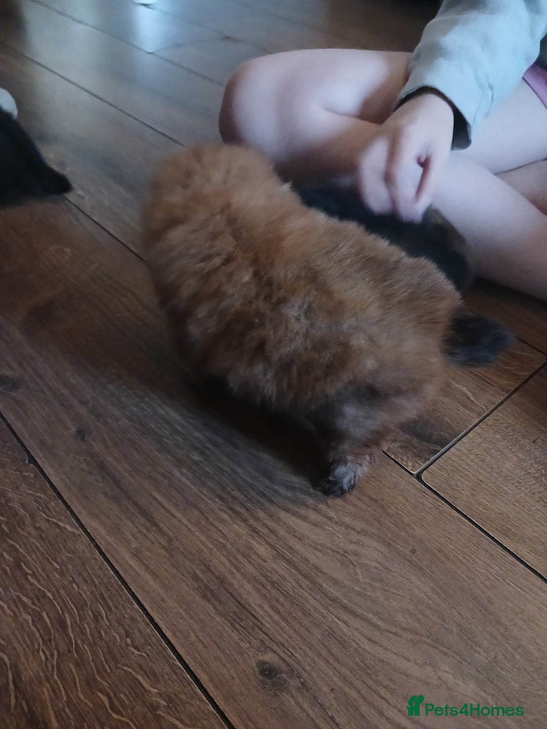 Pomeranian dogs for sale: Pomerian pups  - Image 21