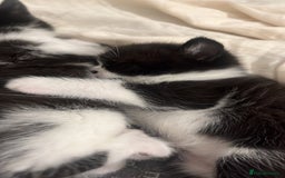 European cats for sale: 4 cute kittens for sale  - Image 4