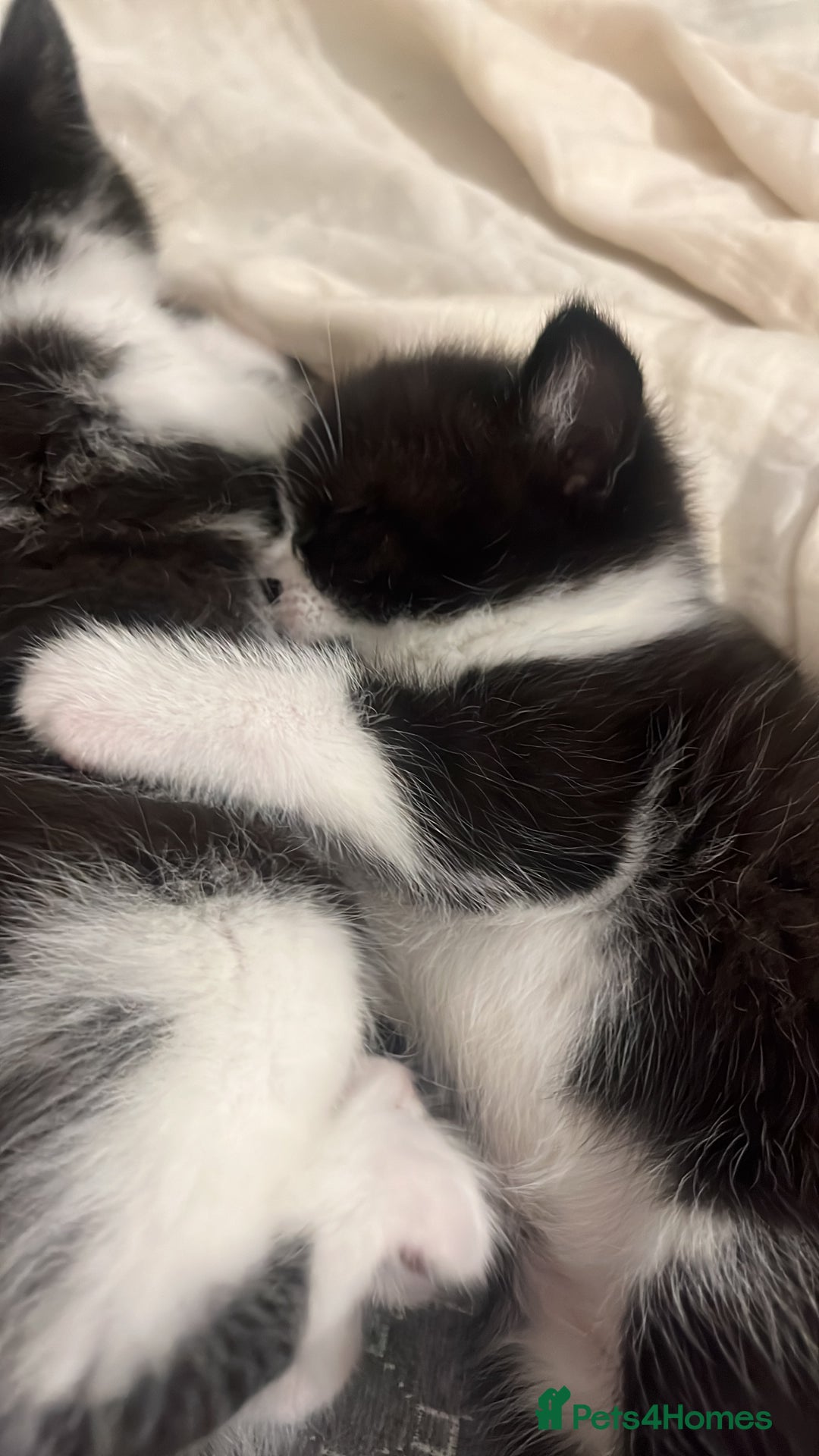 European cats for sale: 4 cute kittens for sale  - Image 4