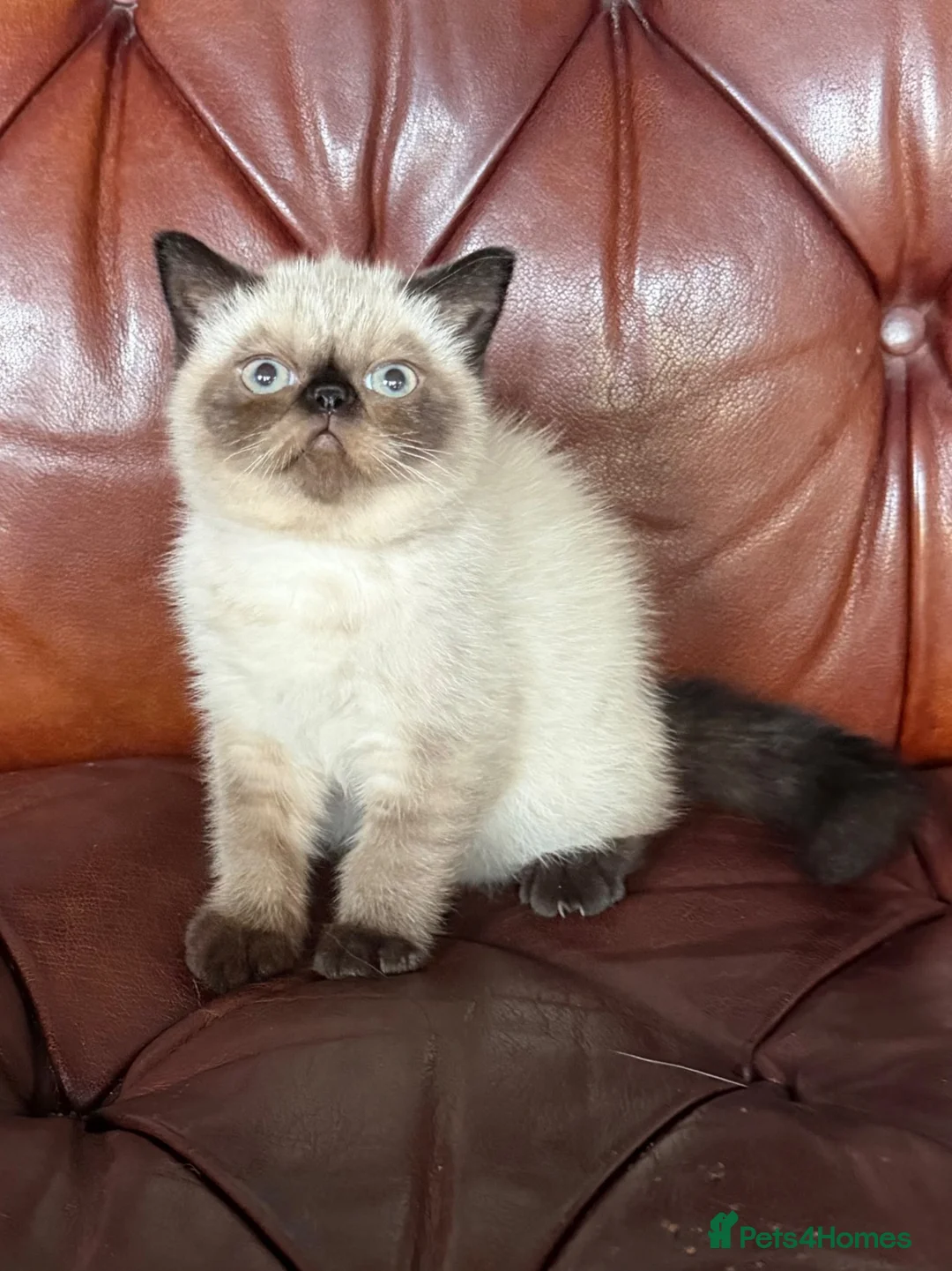 Exotic cats for sale: Last remaining Seal Point Female - Advert 1