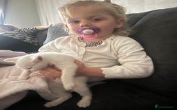 Mixed Breed cats for sale: white kitten  - Image 2