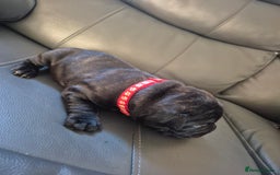 Staffordshire Bull Terrier dogs for sale: 2 female staffies  - Image 2