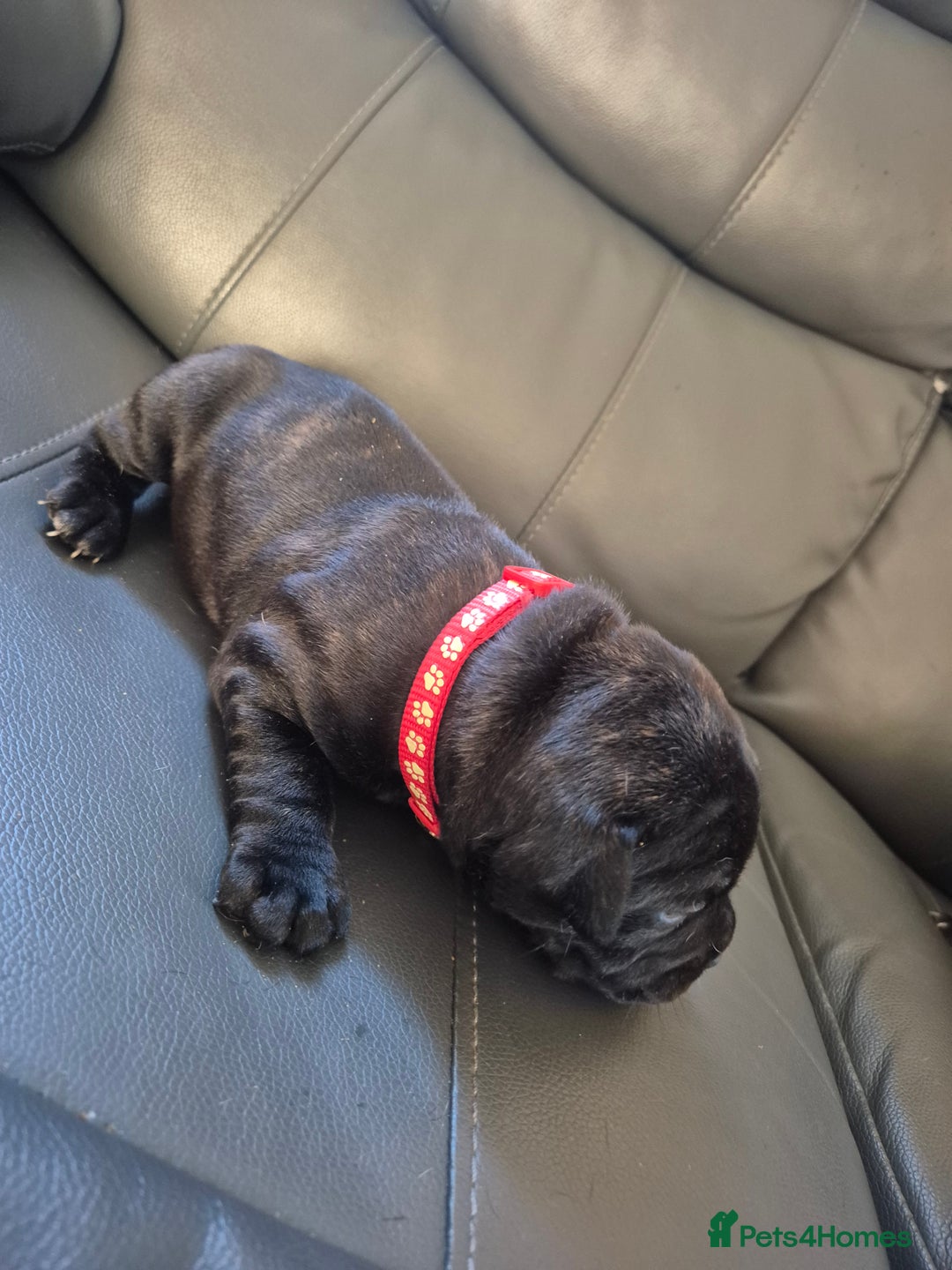 Staffordshire Bull Terrier dogs for sale: 2 female staffies  - Image 2