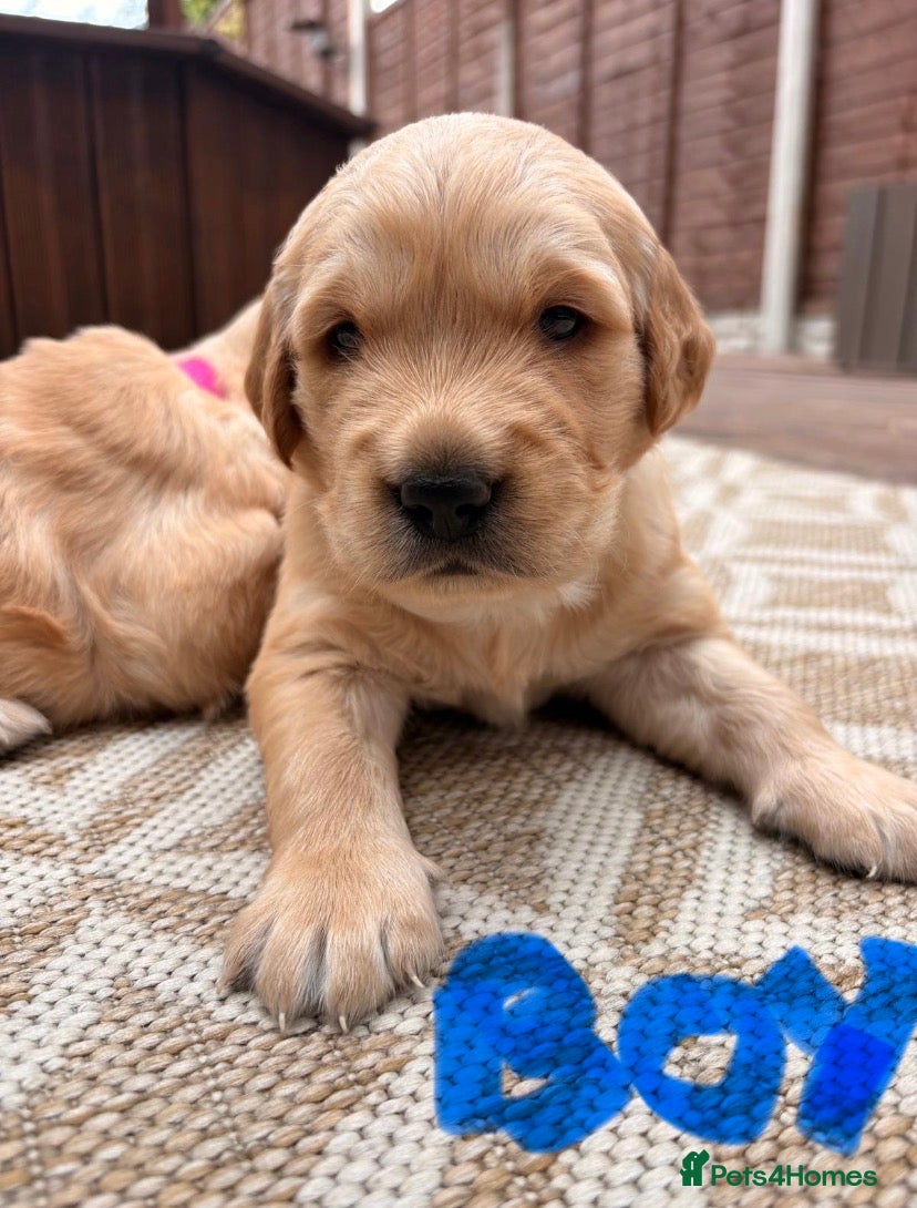 Golden Retriever dogs Golden Retriever Puppies DNA/Health Tested  - Advert 2