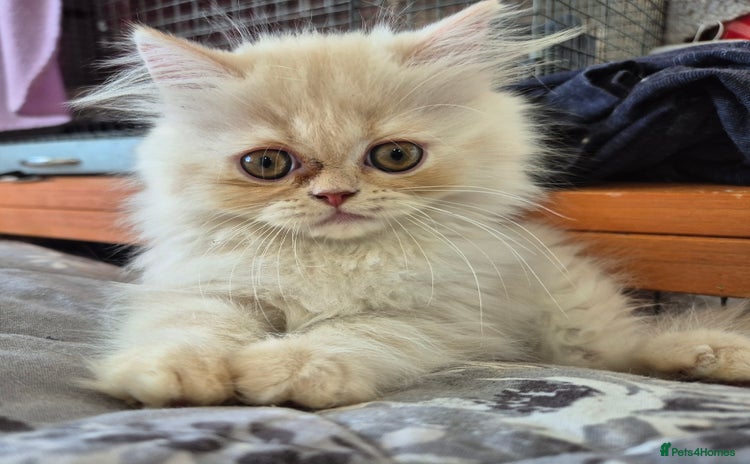 Persian cats - Advert 11