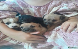 Mixed Breed dogs for sale: Jack russell x chihuahua boys only  - Image 9