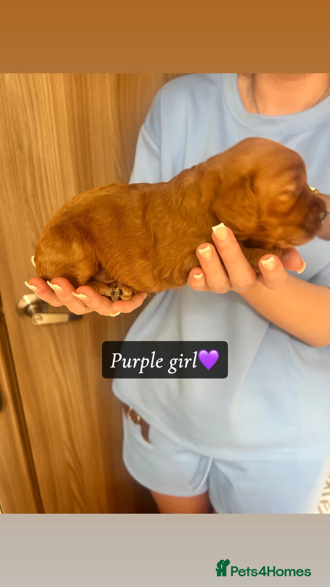 Cockapoo dogs for sale: F1 Fox Red Toy Cockapoo in Montrose - Advert 2