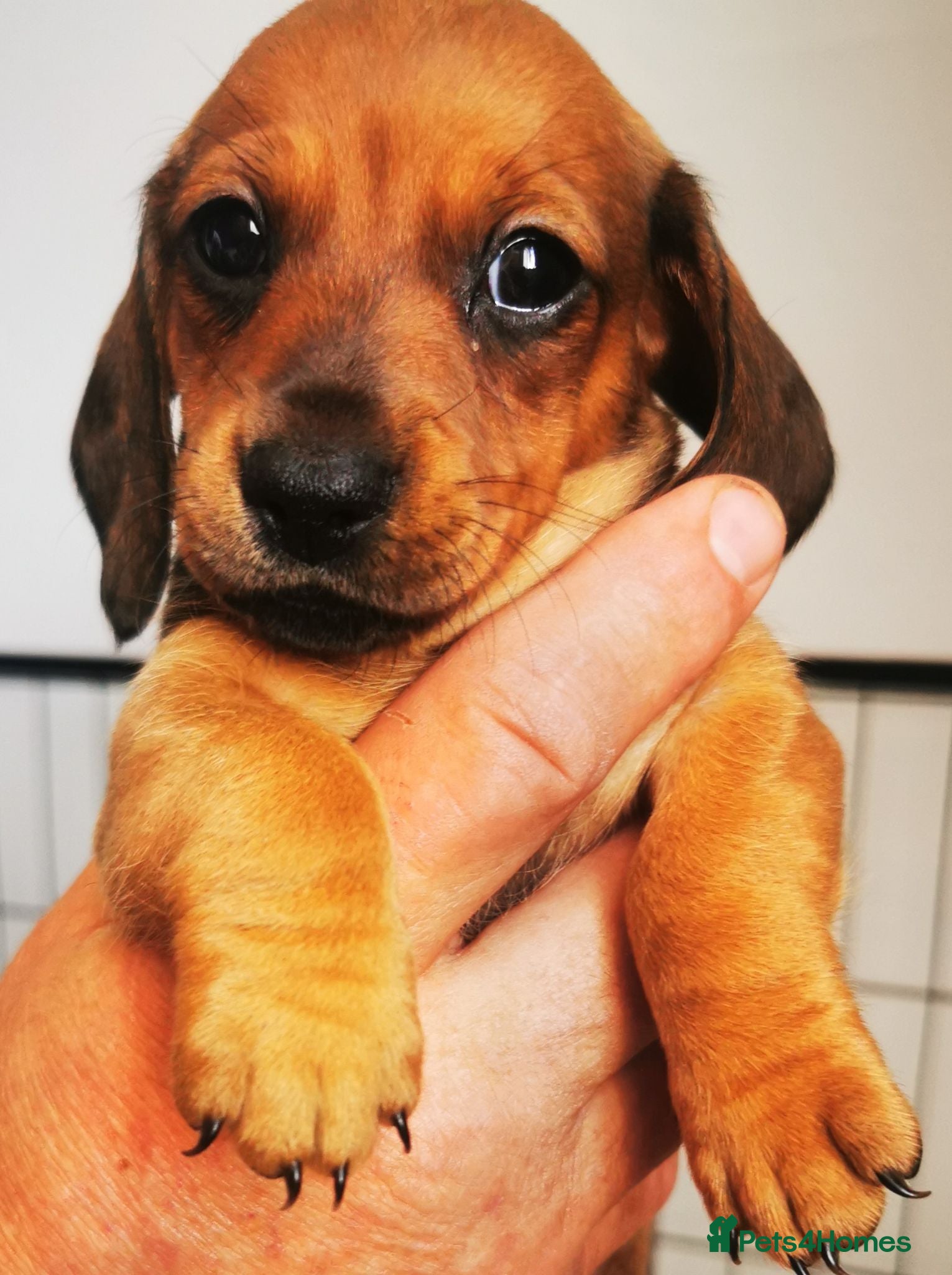 Miniature Dachshund dogs KC Stunning litter of girls 💗 - Advert 2