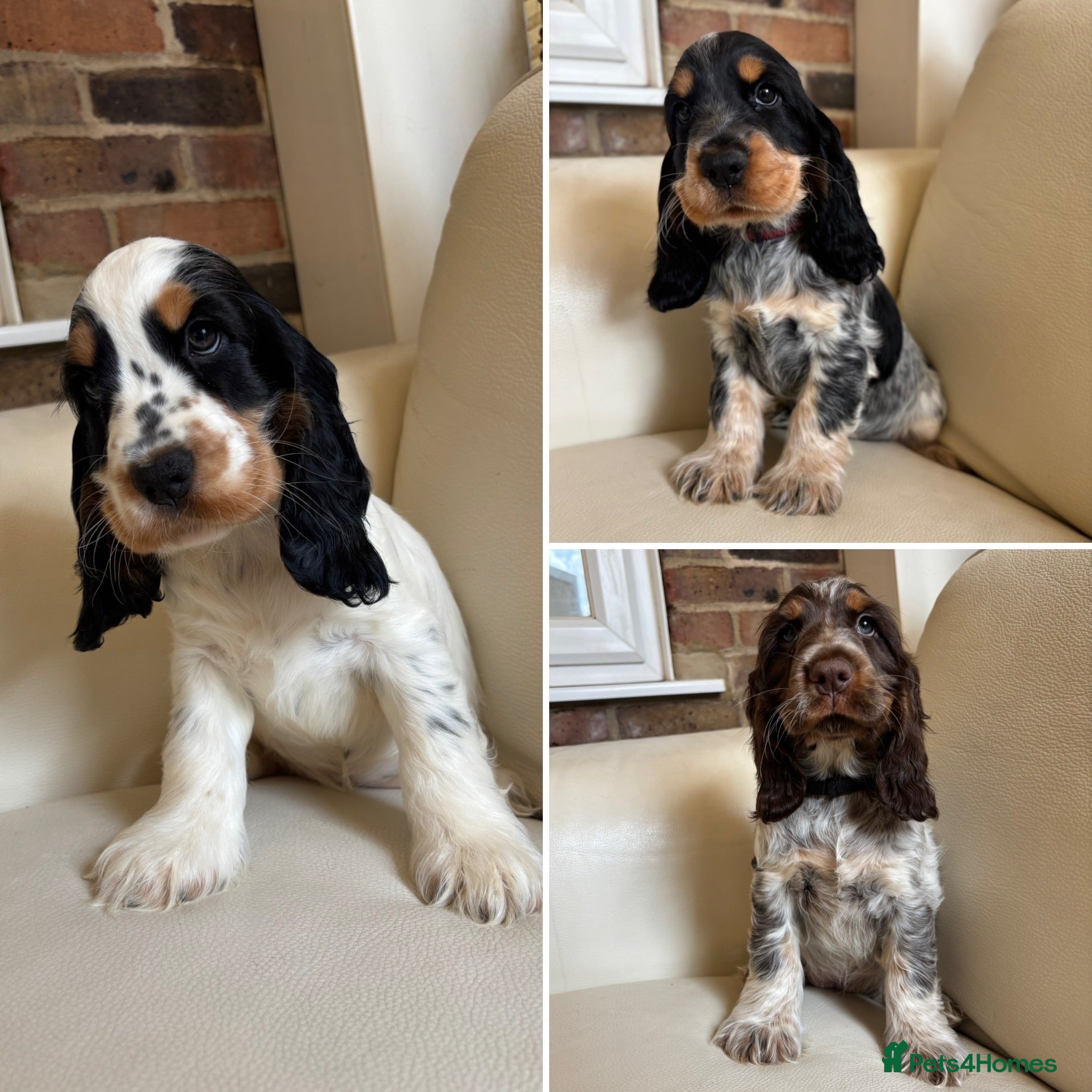 Cocker Spaniel dogs health tested KC English cocker spaniel  - Advert 16