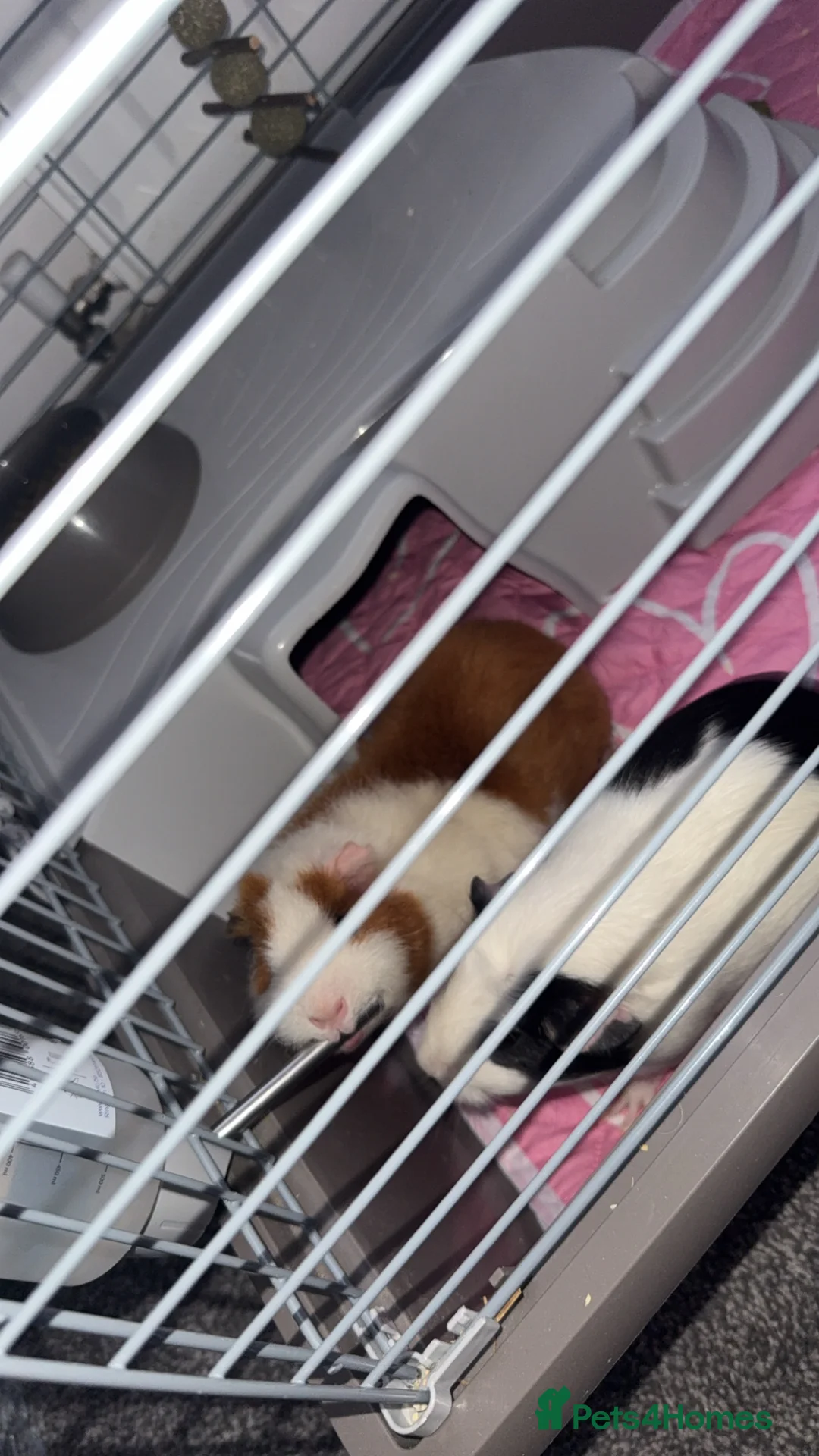 Guinea Pig rodents for sale: Guinea pigs female in Batley - Advert 2