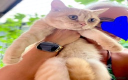 British Shorthair cats for sale: British Shorthair kittens - Image 24