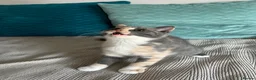 British Shorthair cats for sale: British shorthair registered with GCCF - Advert 3