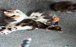 Mixed Breed cats for sale: Kittens for sale - Image 7