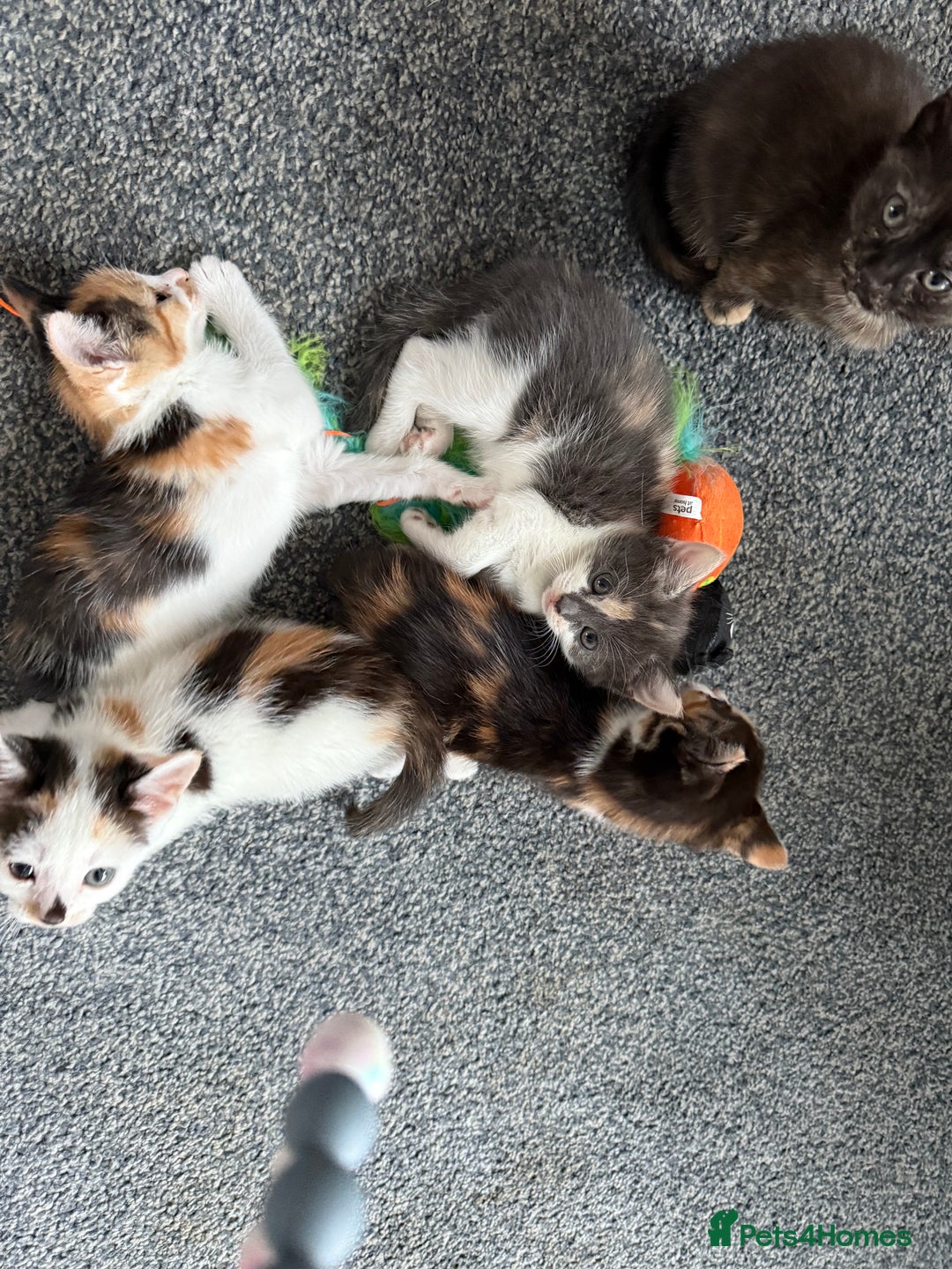 Mixed Breed cats for sale: Kittens for sale - Image 7