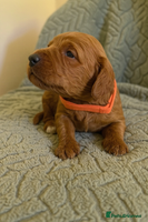 Labradoodle dogs 🐾F1b Healthy Labradoodle Puppies – Ready 18 Dec🐾 - Advert 1