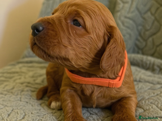 Labradoodle dogs 🐾F1b Healthy Labradoodle Puppies – Ready 18 Dec🐾 - Advert 6