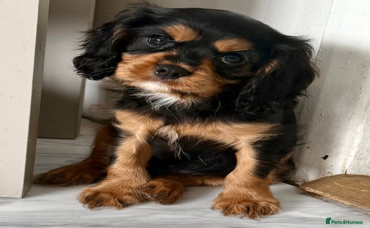 Cavalier King Charles Spaniel dogs - Advert 14
