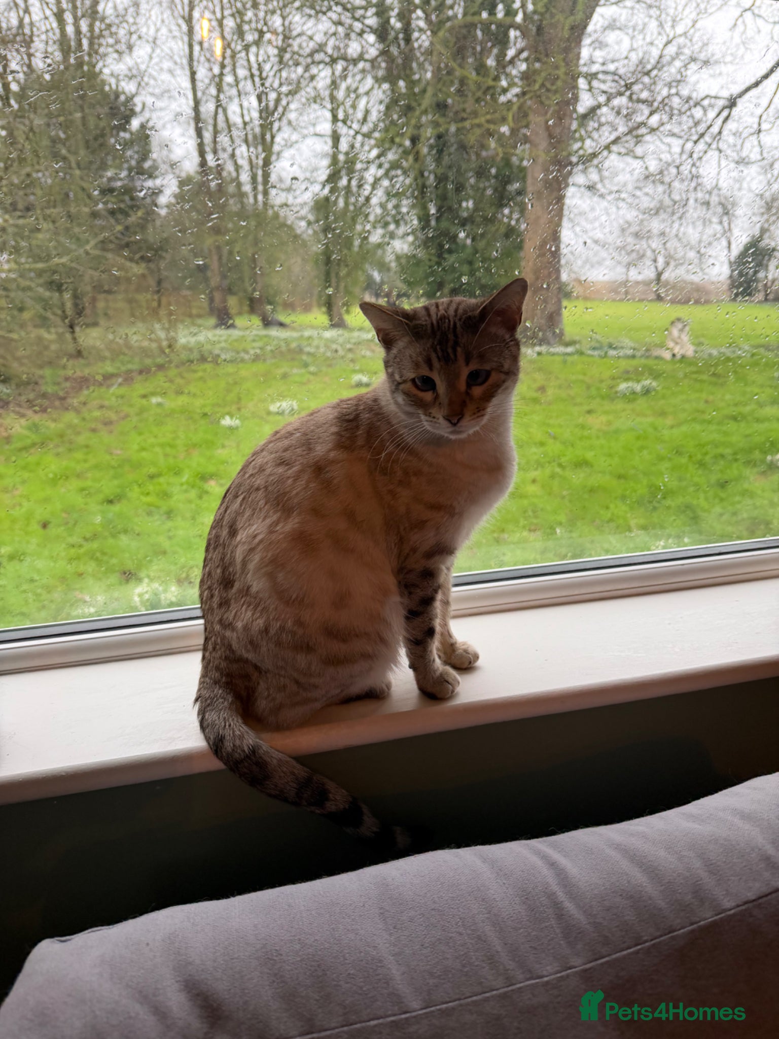 Bengal cats Bengal kittens Mum is Tica registered Active  - Advert 2