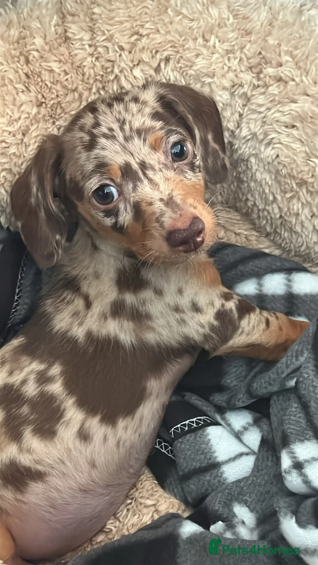 Miniature Dachshund dogs for sale: Beautiful female mini dauschund  in Brighton - Advert 2