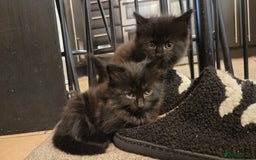 Mixed Breed cats for sale: One male and female tabby kittens  - Image 11