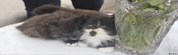 Persian cats for sale: Adorable half perian kittens available now,  - Advert 21