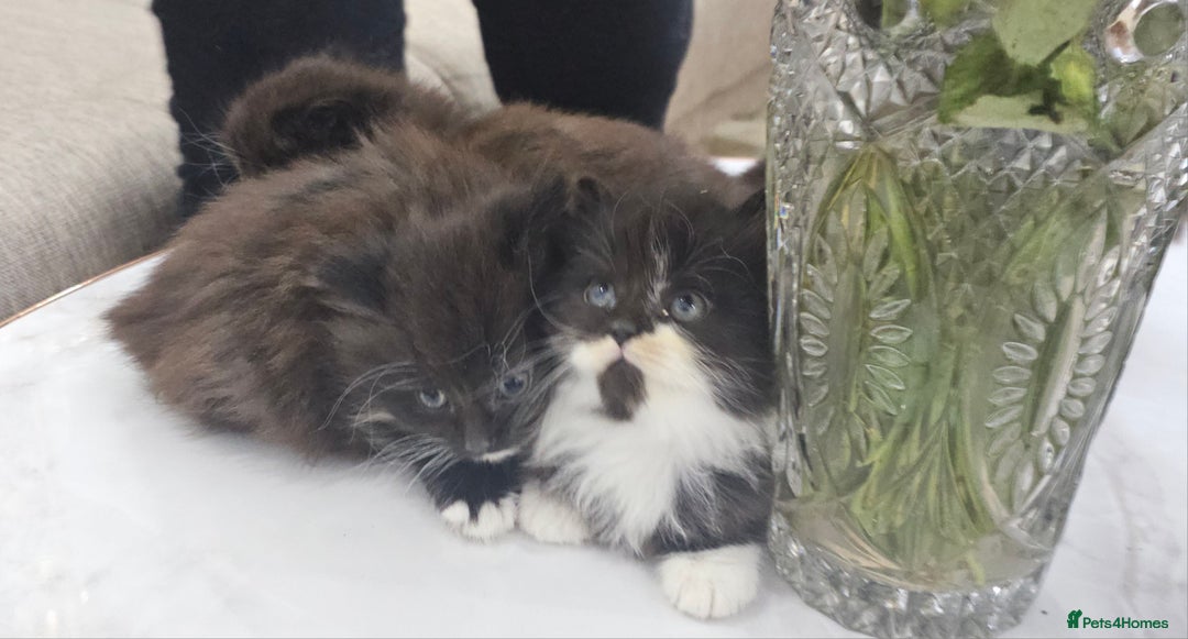 Persian cats for sale: Adorable half perian kittens available now,  - Advert 21