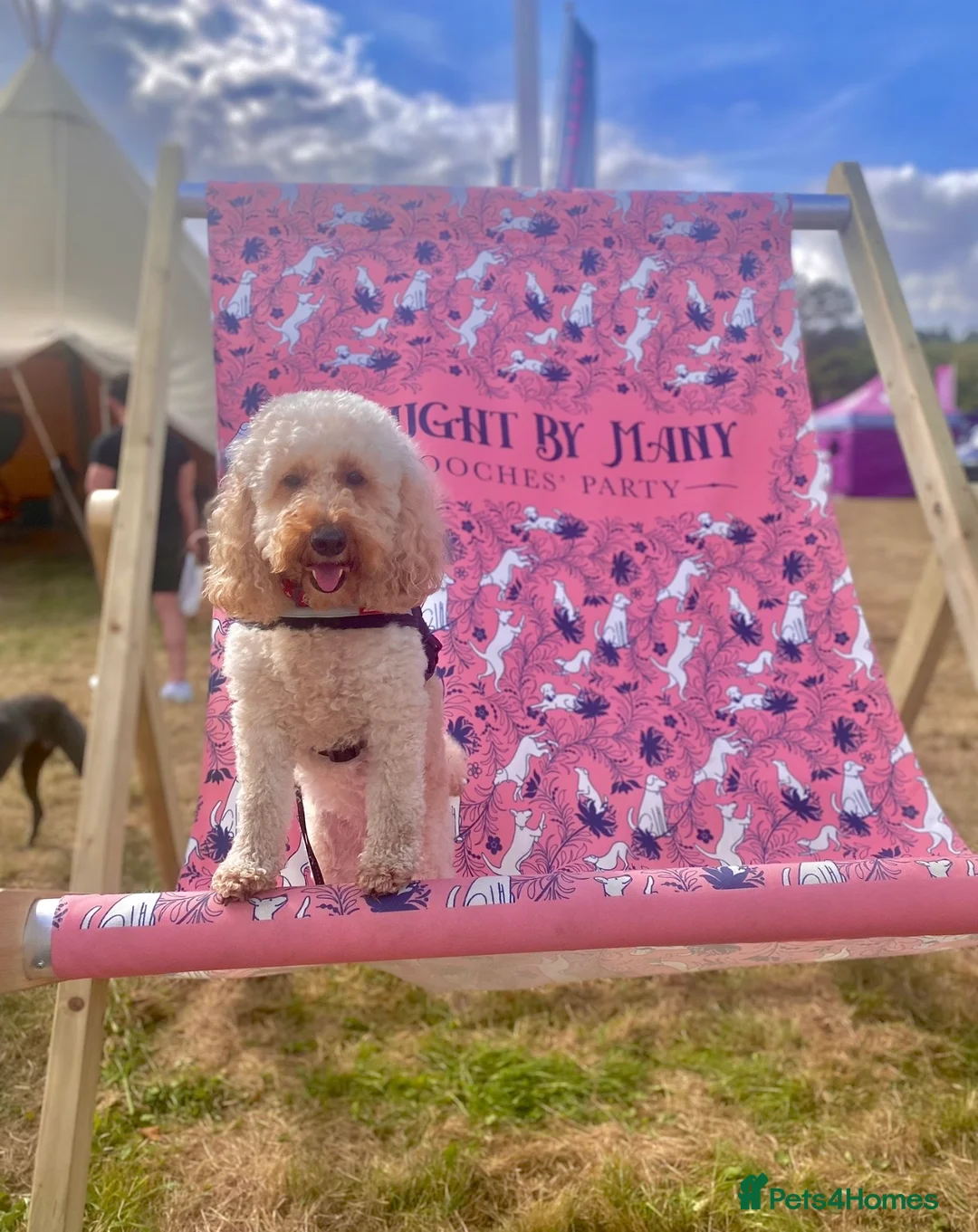 Labradoodle dogs for sale: Health tested labradoodles 🥰 - Advert 6