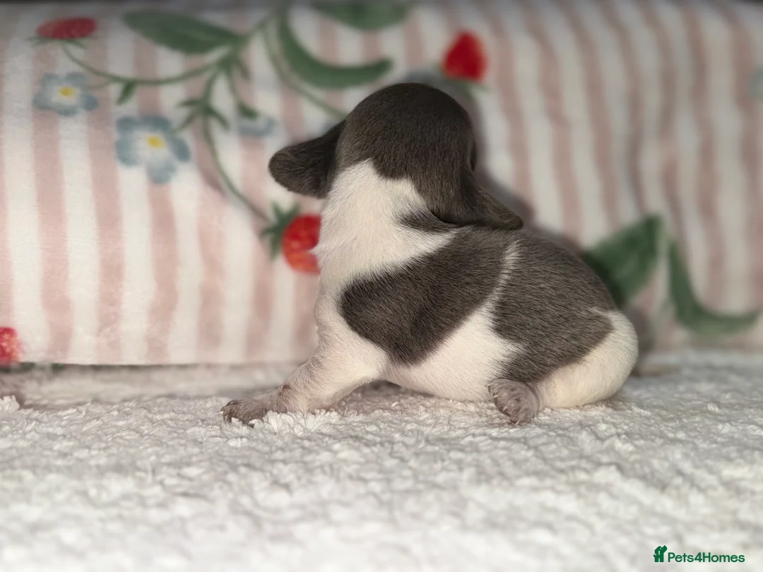 Dachshund dogs for sale: Mini miniature dachshund puppies beautiful baby’s  - Advert 2