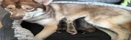 Siberian Husky dogs for sale: Siberian Husky Puppies in Liversedge - Advert 2
