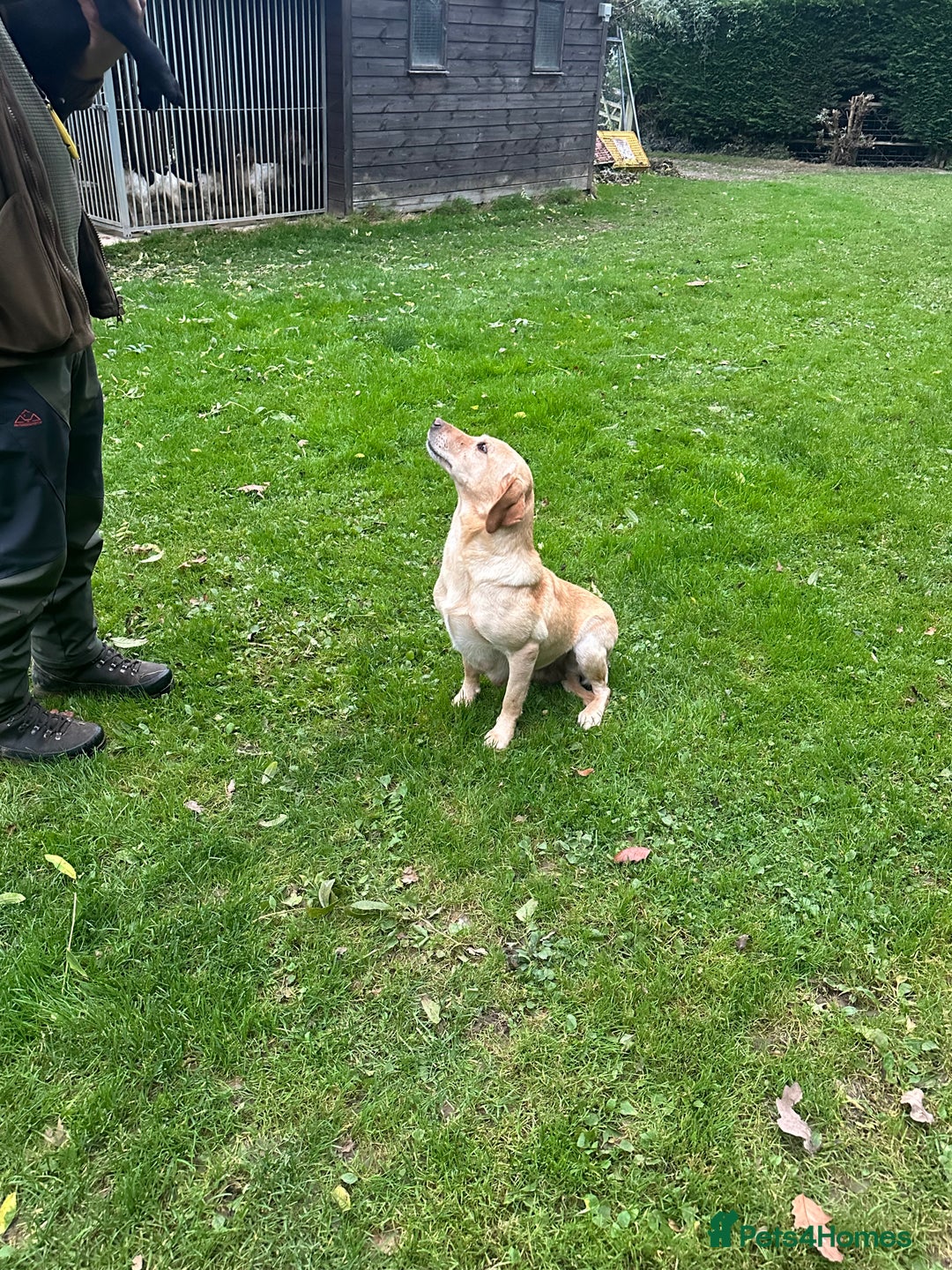 Mixed Breed dogs for sale: Sprockerdor puppies for sale - Image 7