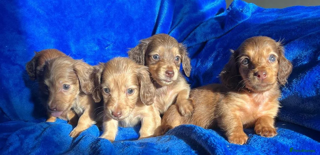 Dachshund dogs for sale: SHADED CREAM EXTRA MINI DAXIS PRA KC REG  - Advert 3