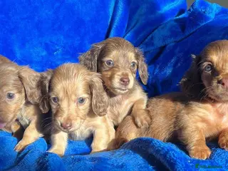 Dachshund dogs SHADED CREAM EXTRA MINI DAXIS PRA KC REG - Advert 1