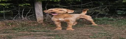 Labradoodle dogs for sale: Henley  - Advert 7