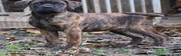 Presa Canario dogs for sale: Presa Canario Puppies (Recognised Breeder) - Advert 7